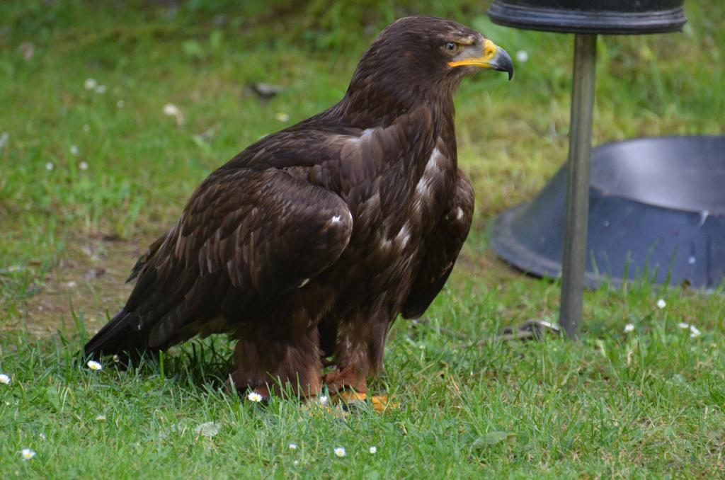 Hellenthal Wildg 2012 07 02 343