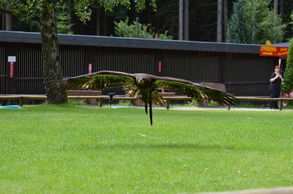 Hellenthal Wildg 2012 07 02 411