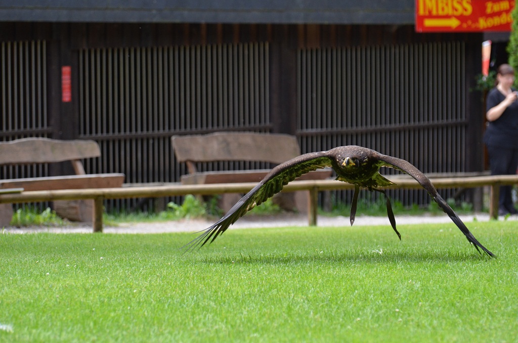 Hellenthal Wildg 2012 07 02 434