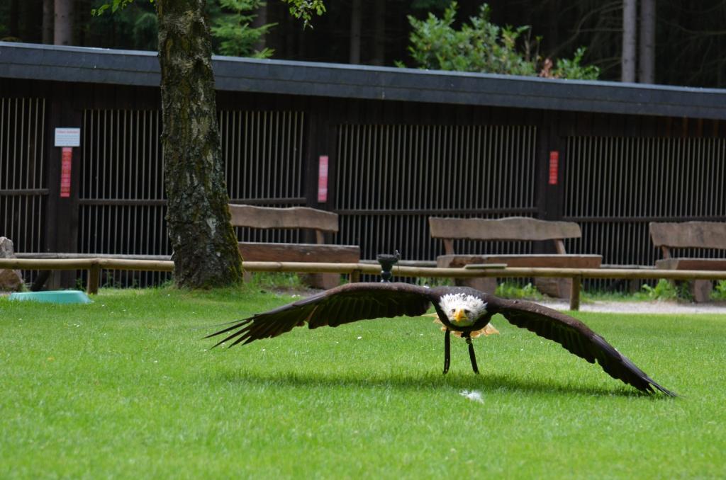 Hellenthal Wildg 2012 07 02 460