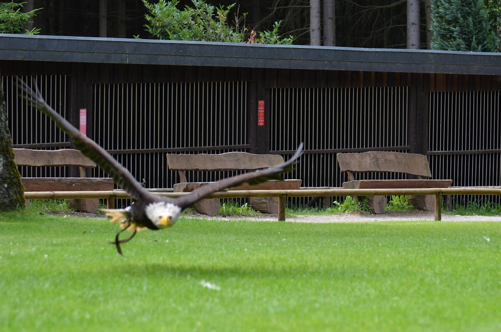 Hellenthal Wildg 2012 07 02 464