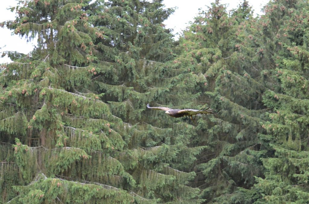 Hellenthal Wildg 2012 07 02 501