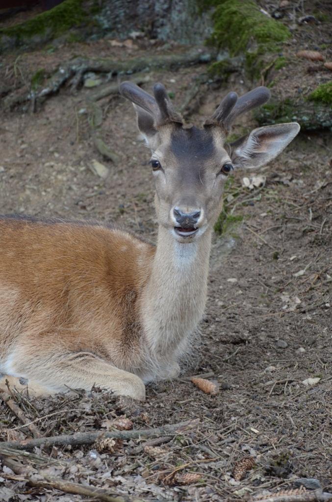 Hellenthal Wildg 2012 07 02 547