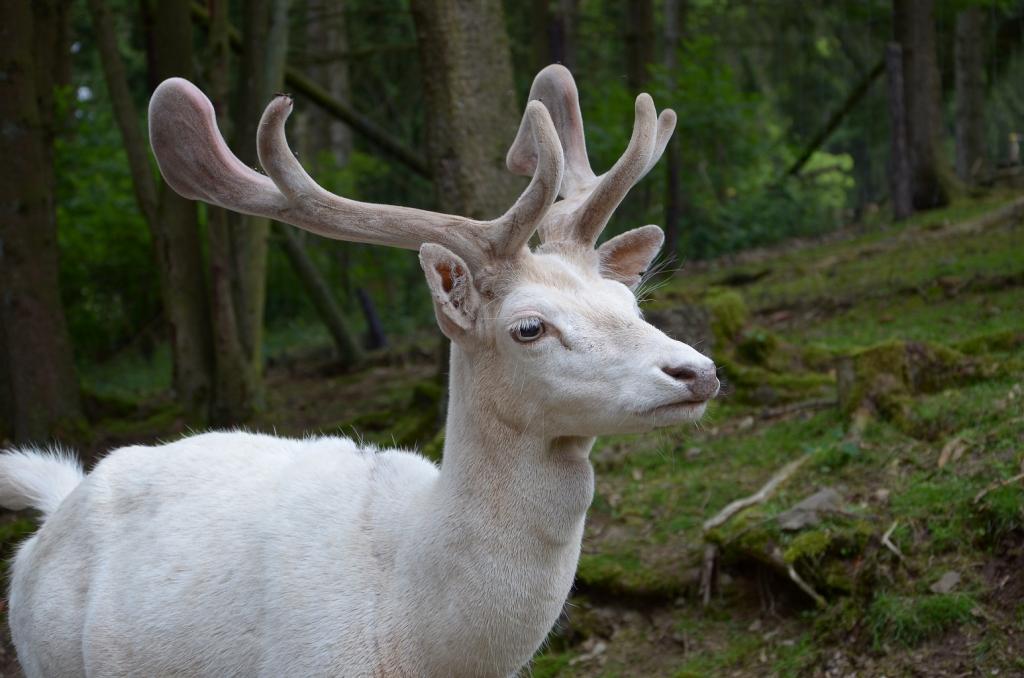 Hellenthal Wildg 2012 07 02 557