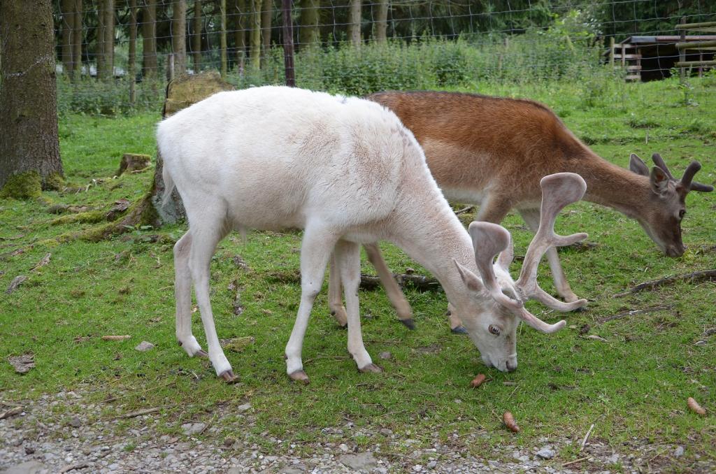 Hellenthal Wildg 2012 07 02 576