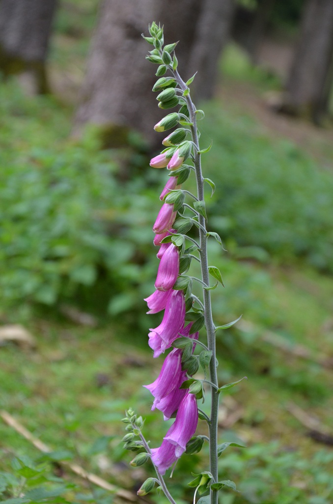 Hellenthal Wildg 2012 07 02 581
