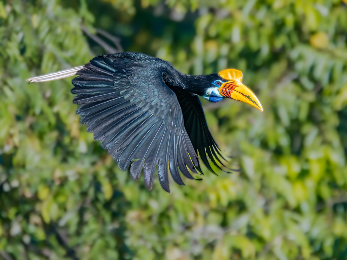 Helmhornvogel.jpg