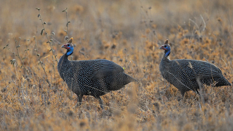 Helmperlhuhn Helmeted Guineafolw 
in Nordtansania
0055