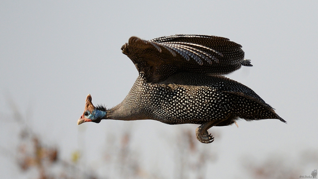 Helmperlhuhn (helmeted Guineafowl)
Ruaha Nationalpark

s520 Ruaha Helmeted Guineafowl 7277
