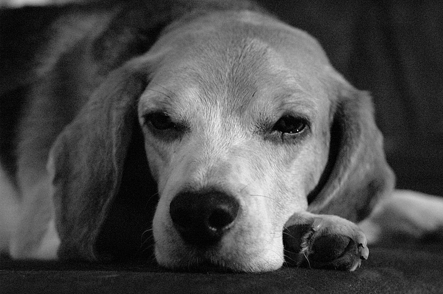 Henry 1