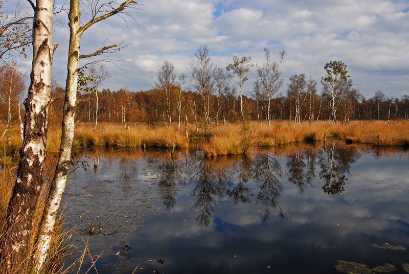 Henstedter Moor 4