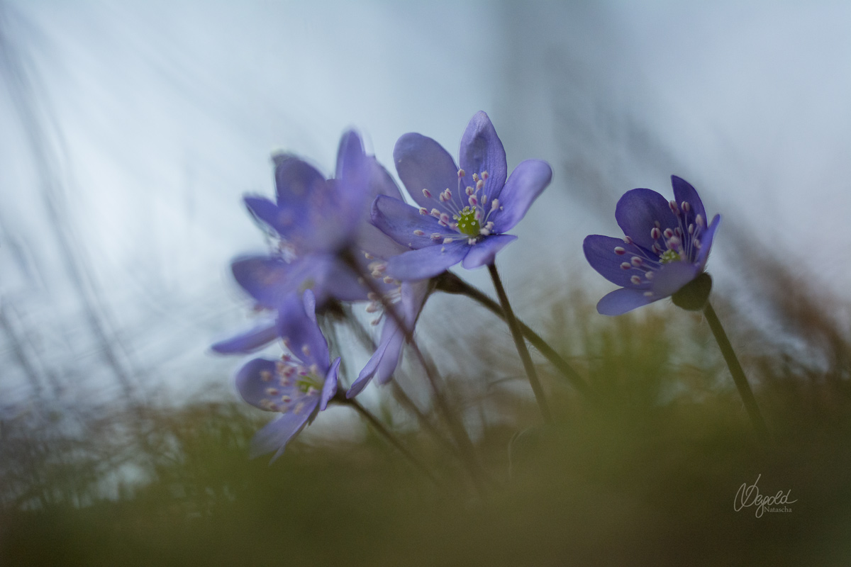 Hepatica nobilis