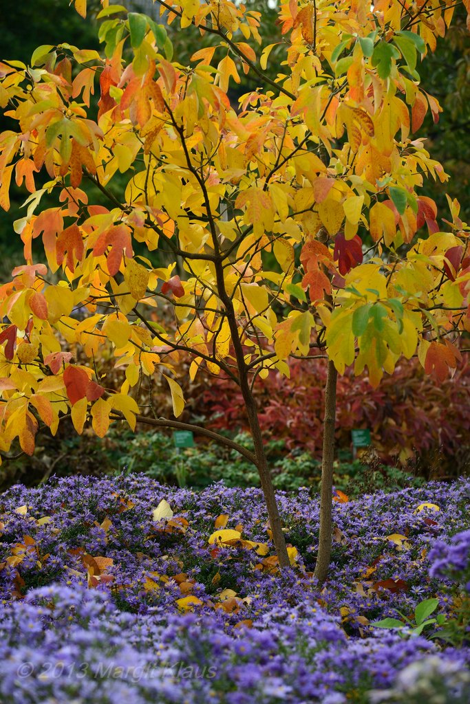 Herbst 002