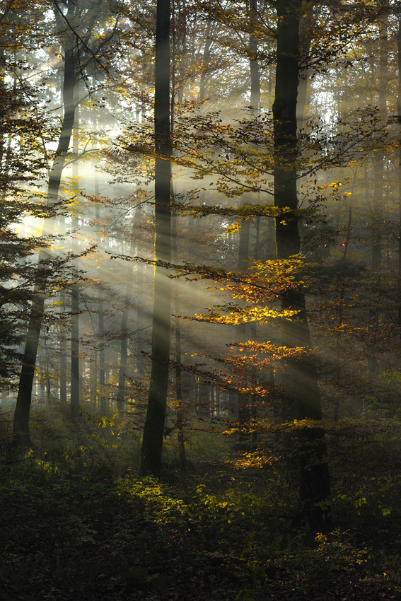 Herbst 002