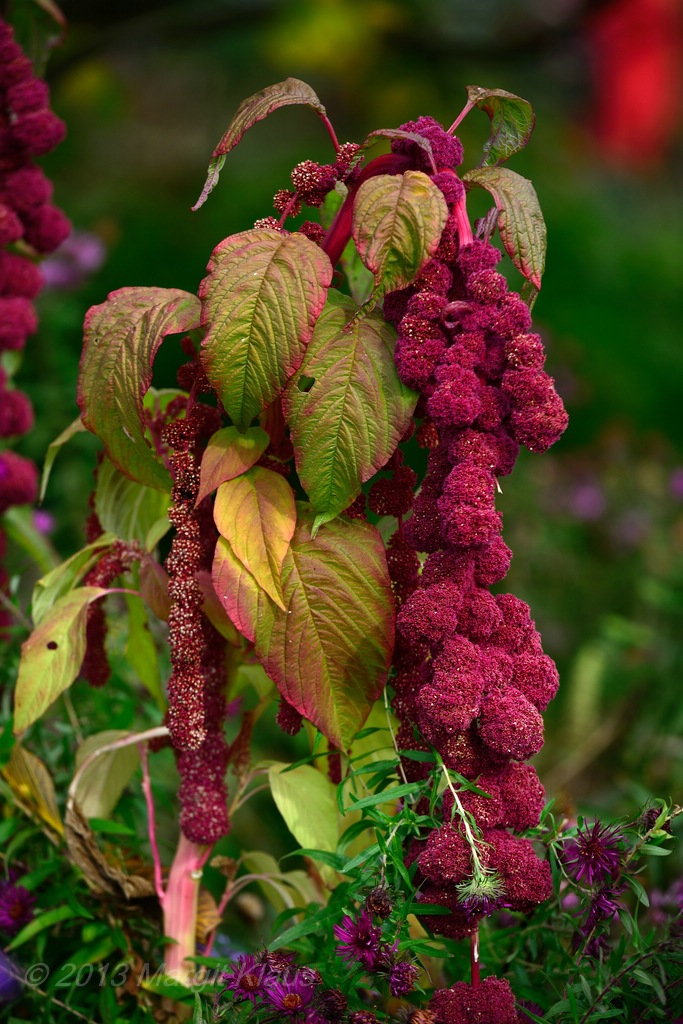 Herbst 003