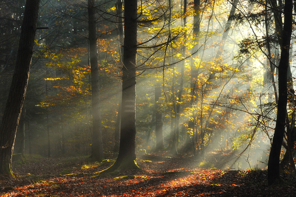 Herbst 003