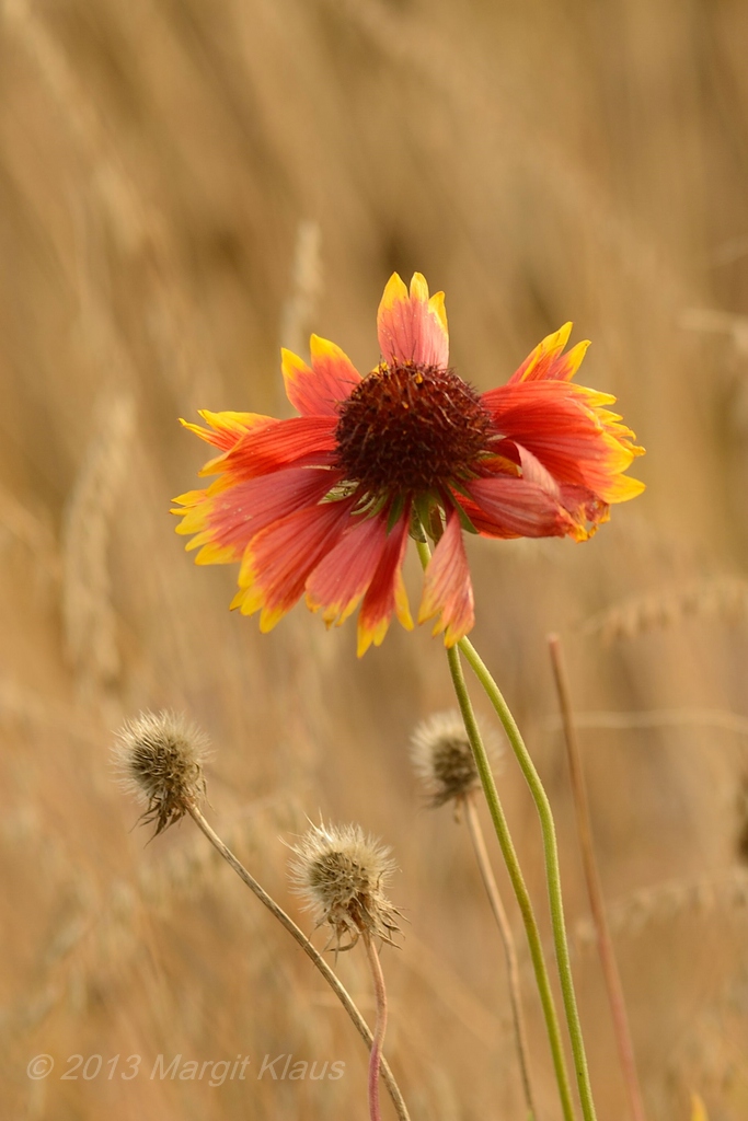 Herbst 004