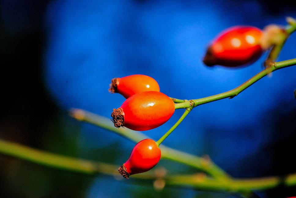 Herbst 004
