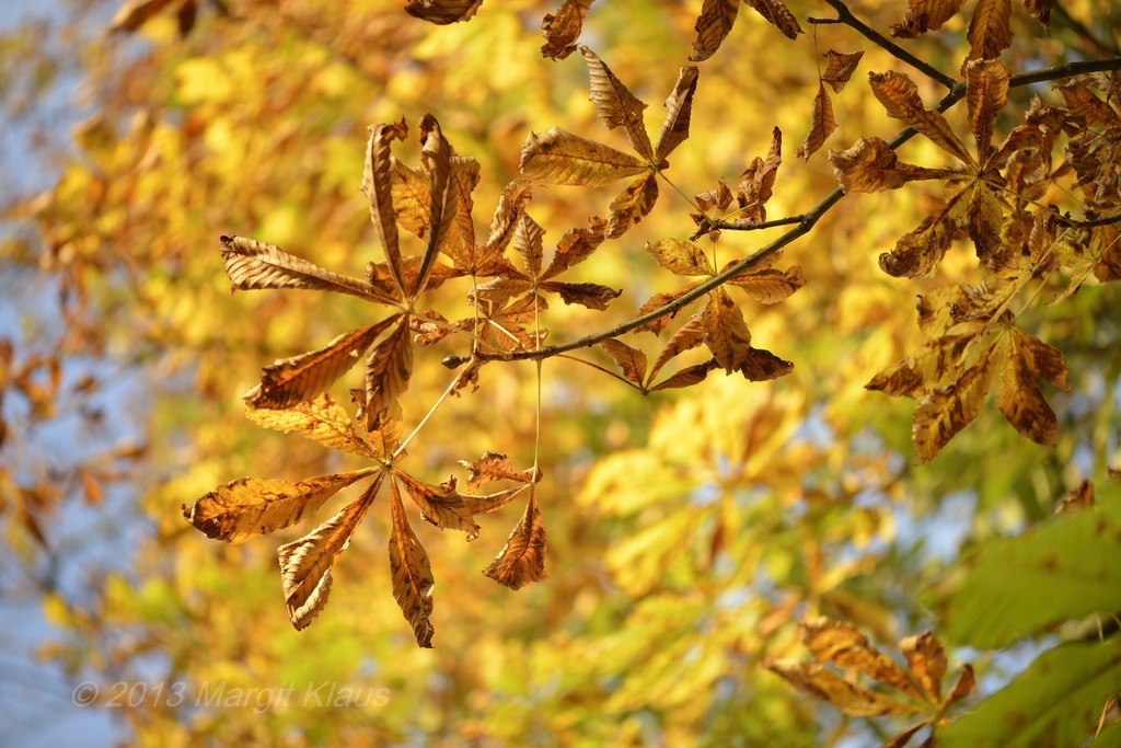 Herbst 005