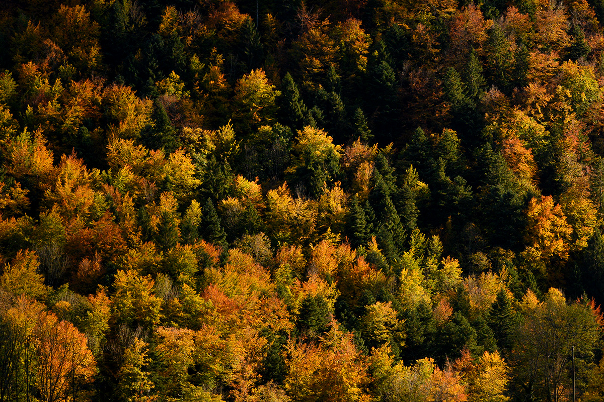 Herbst-02.jpg