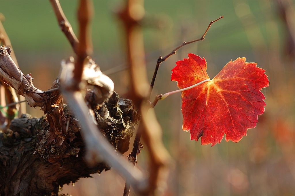 Herbst 02