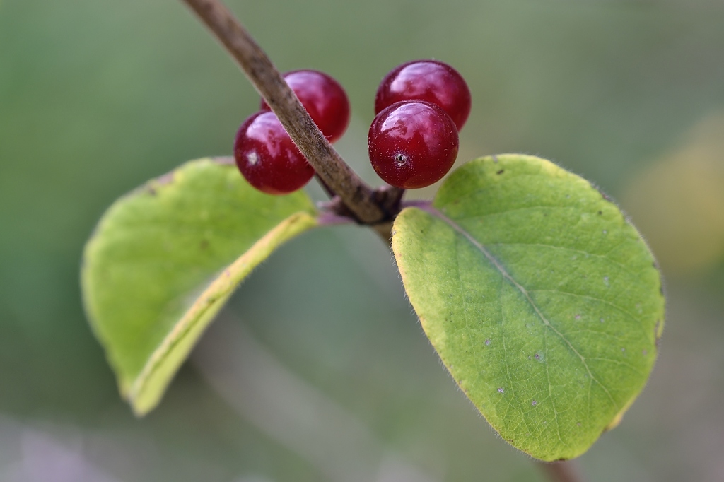 Herbst 1 112014