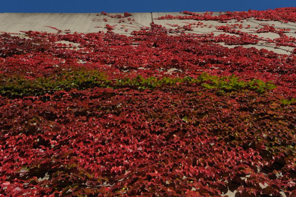 herbst 1 JKK 0037