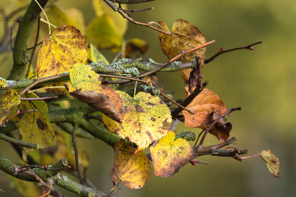 herbst 1