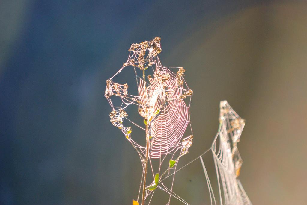 Herbst 106