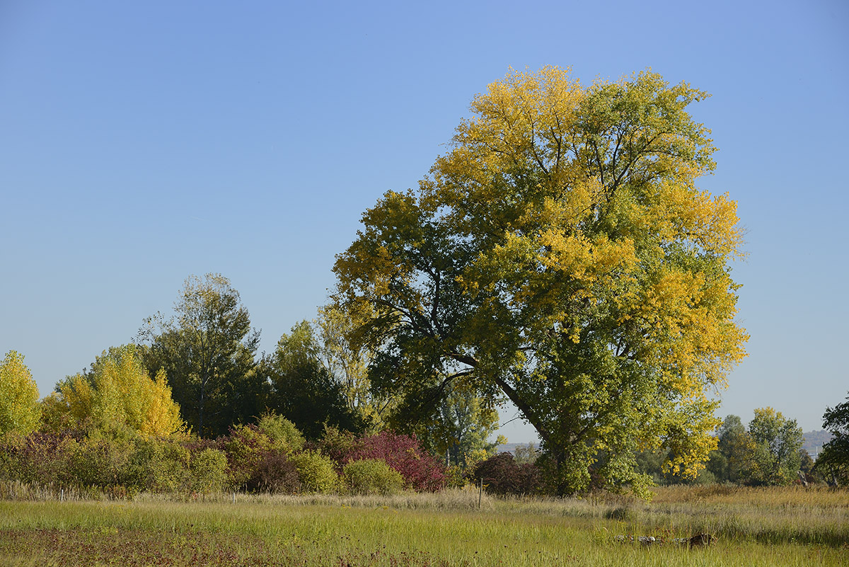 herbst 12