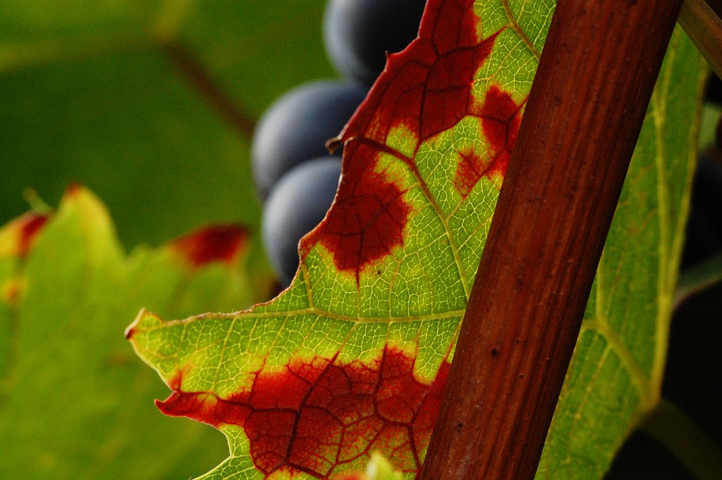 herbst 14