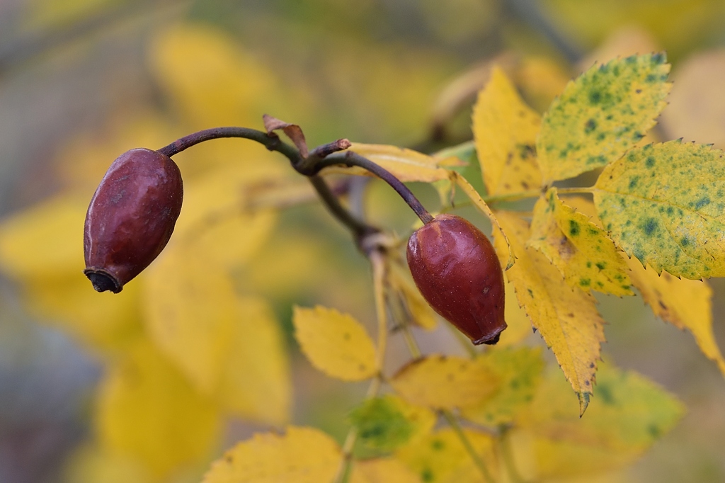 Herbst 2 112014