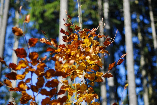 Herbst 2011 2