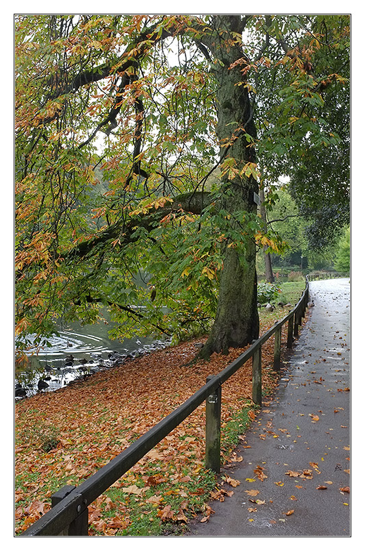 Herbst 2011 Rombergpark 2
