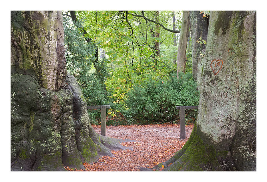 Herbst 2011 Rombergpark 7