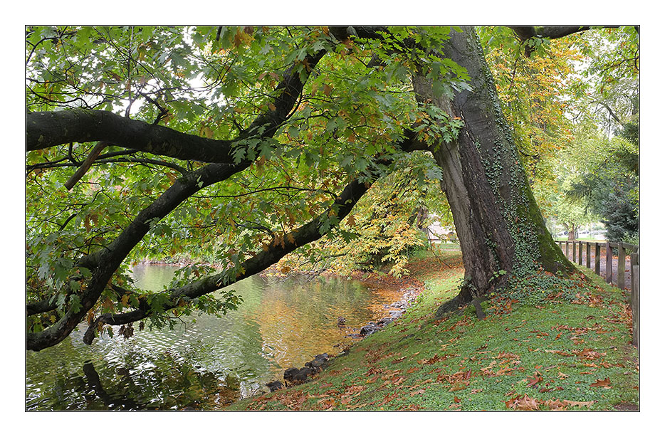 Herbst 2011 Rombergpark 8