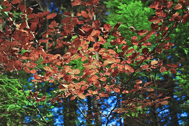 Herbst 2011