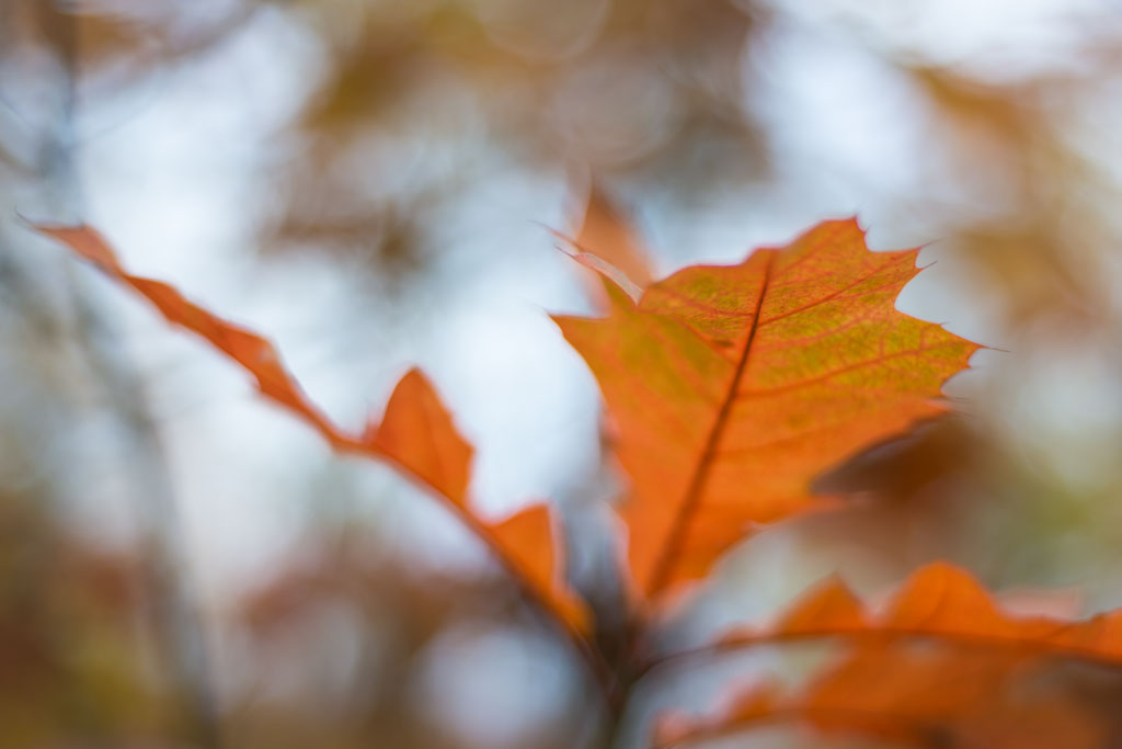 herbst 2015