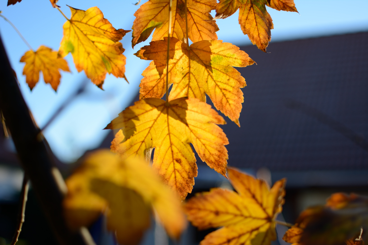 Herbst 2016