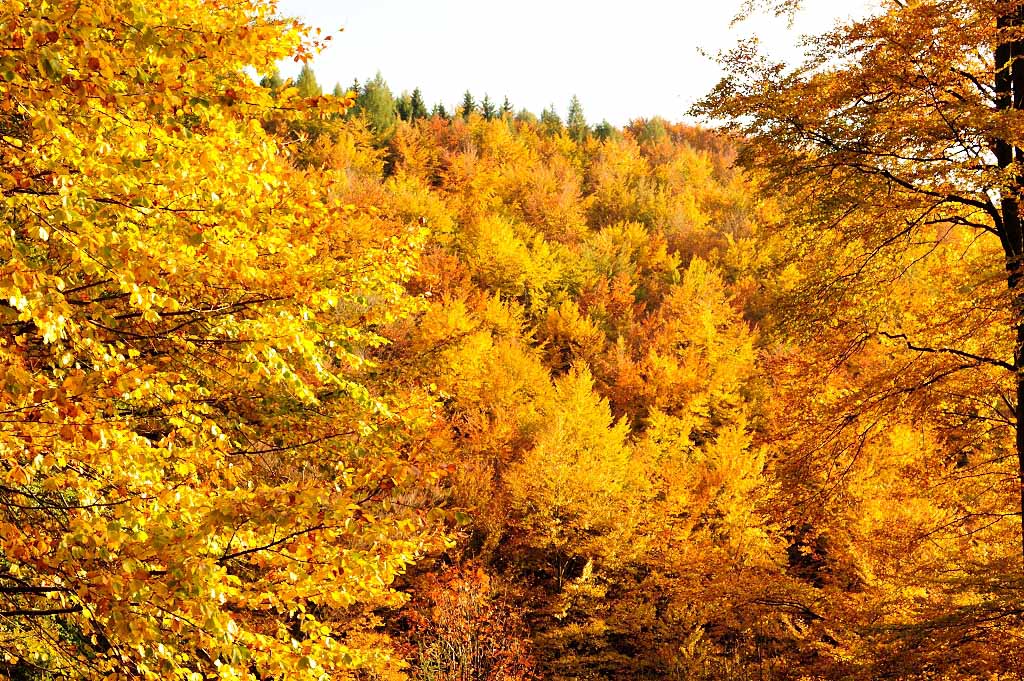Herbst 29