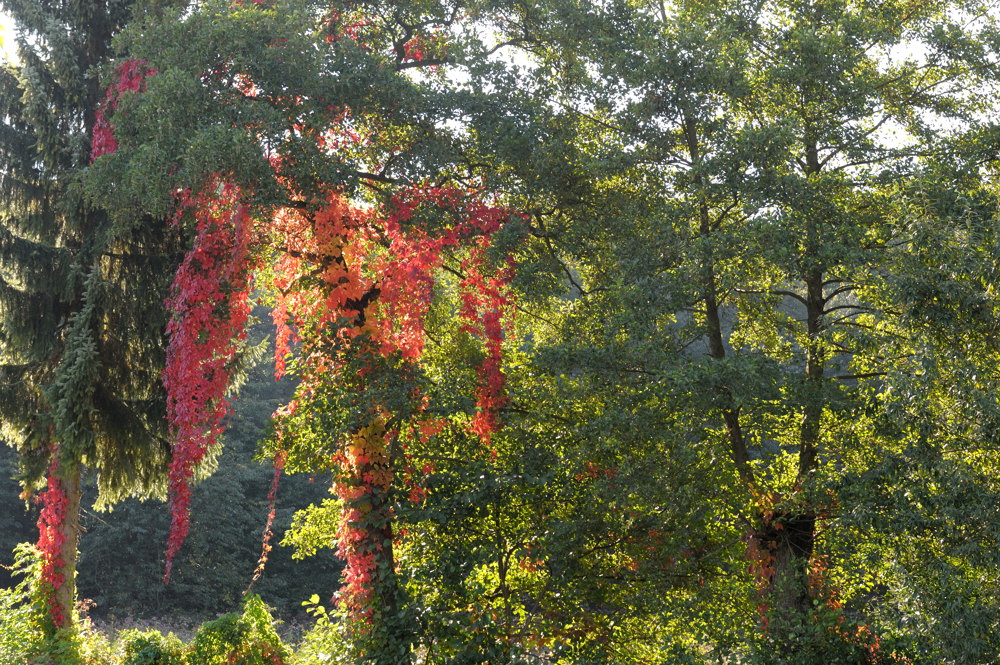 herbst 2a JKK 0076