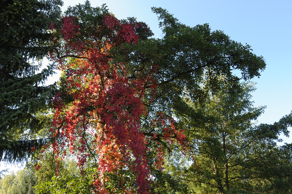 herbst 3 JKK 0078