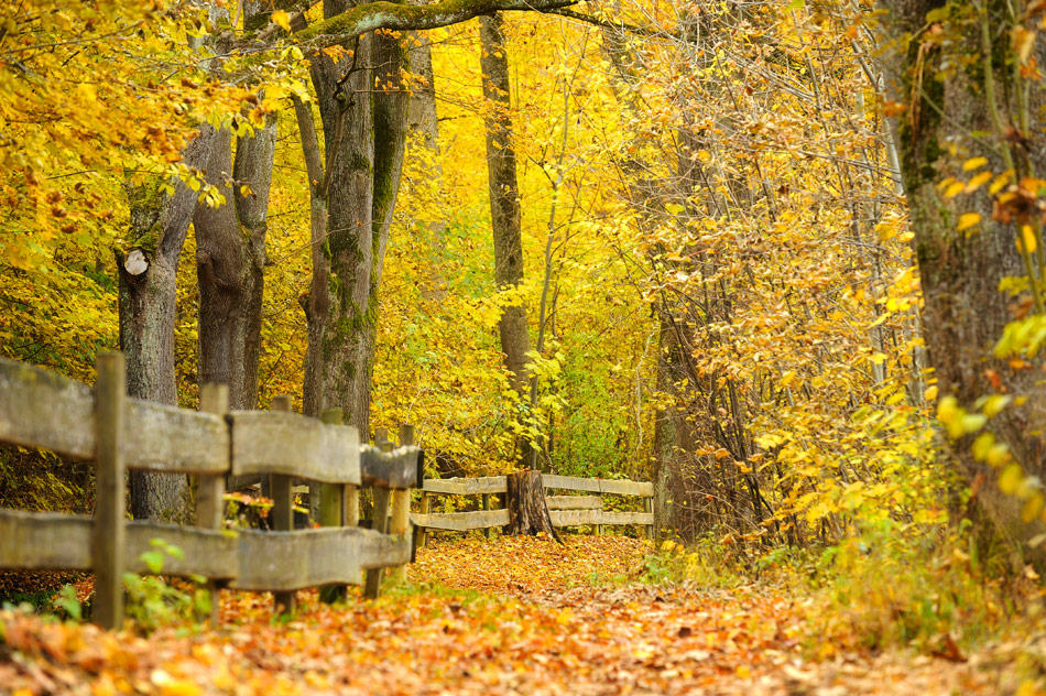 Herbst 33