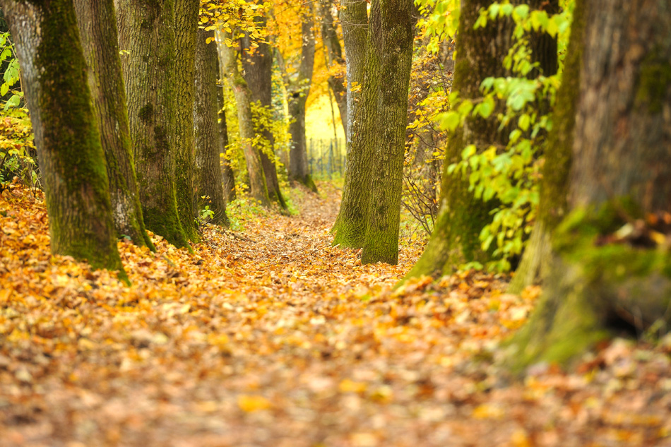 Herbst 34