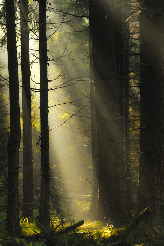 Herbst 35