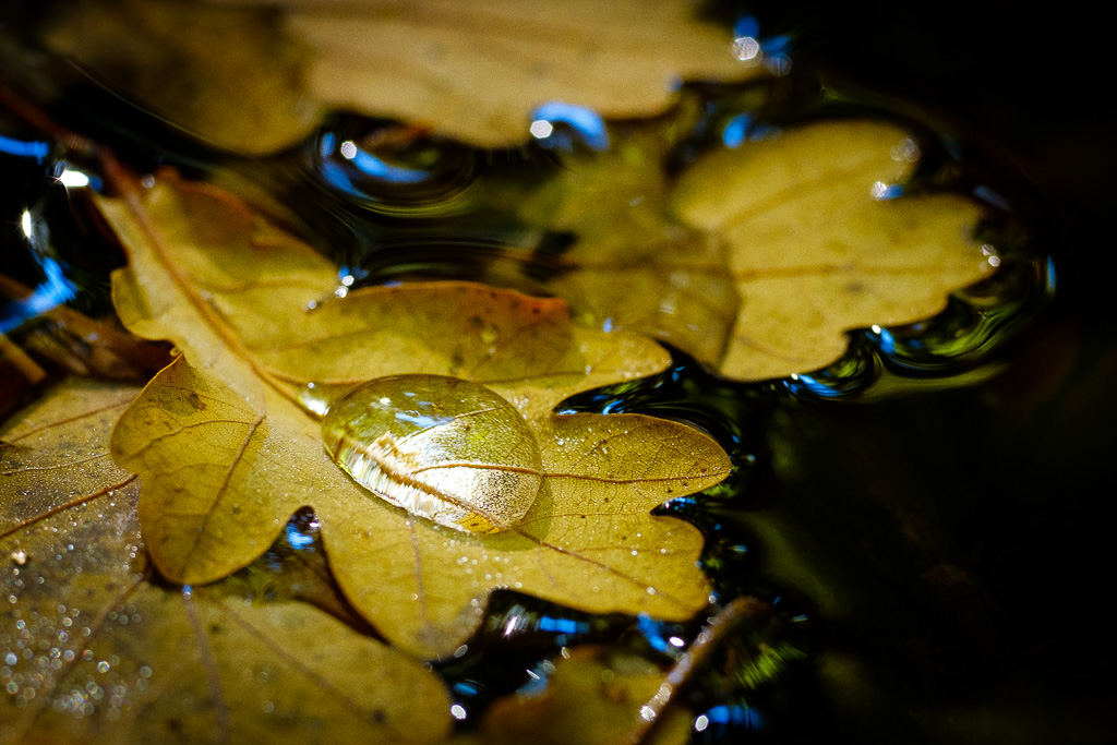 Herbst 3701