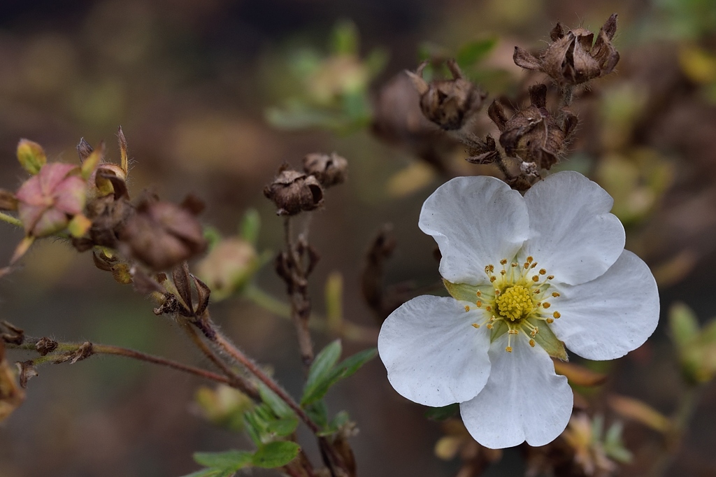 Herbst 4 2014