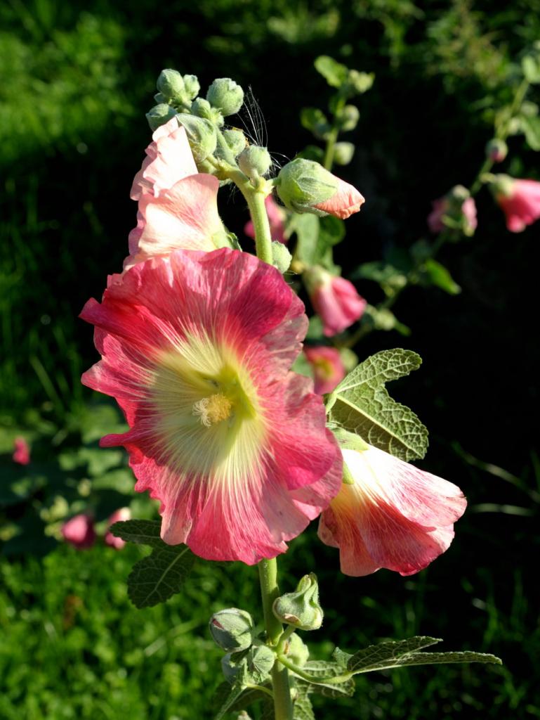 herbst 4 JKK 0072