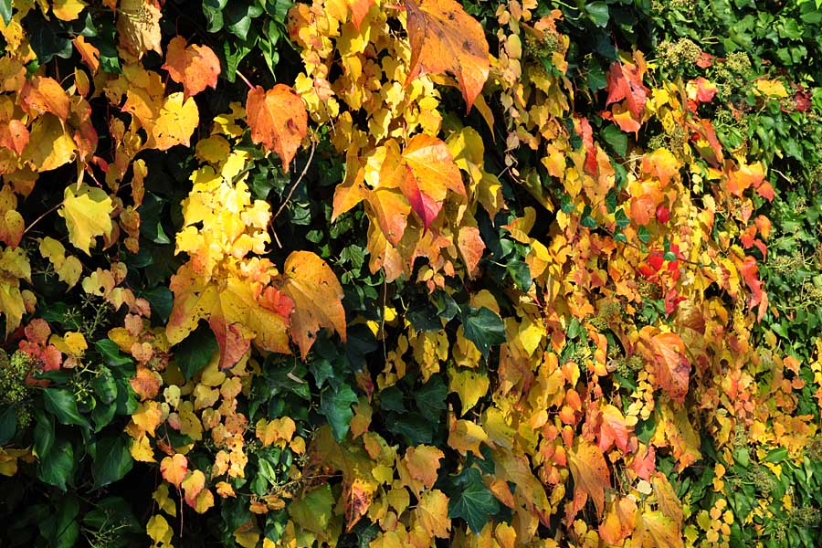Herbst 5