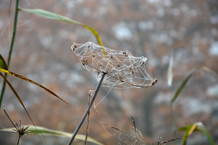 Herbst 5978